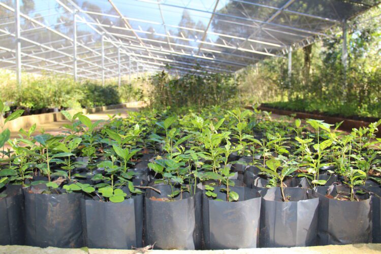 Produção de mudas por uma Estrela mais verde