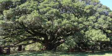 Município terá pela primeira vez Plano Municipal de Turismo