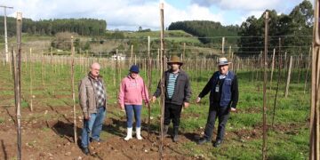 Produtores de uva investem no aumento da produção