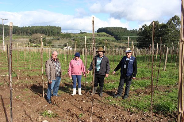 Produtores de uva investem no aumento da produção