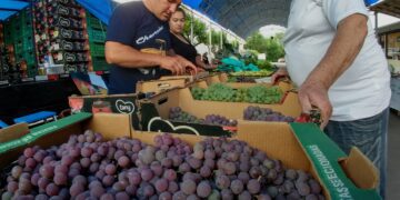 Festa de Abertura da Colheita da Uva encerra com comercialização de 1,5 toneladas da fruta