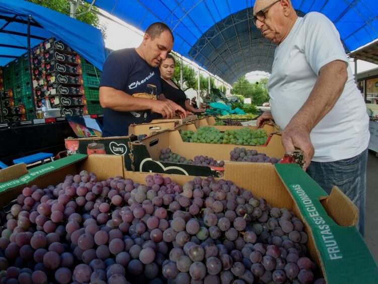 Festa de Abertura da Colheita da Uva encerra com comercialização de 1,5 toneladas da fruta