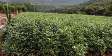 Produtores receberão calcário para correção, recuperação e manutenção do solo