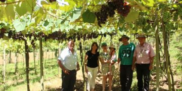 Família aposta em sistema “colha e pague” de uva