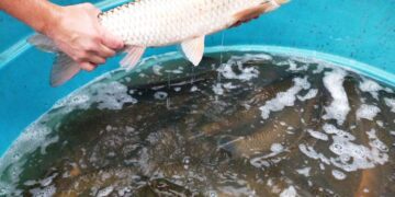 Próximas Feiras do Peixe Vivo ocorrem nos dias 7 e 14 de novembro