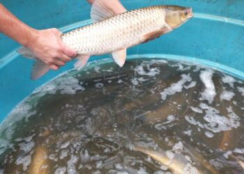 Próximas Feiras do Peixe Vivo ocorrem nos dias 10 e 17 de outubro