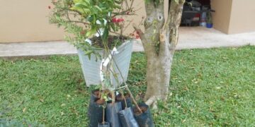 Agricultura realiza entrega de mudas frutíferas