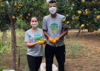 Campanha Pomar Solidário arrecada 2 toneladas de alimentos
