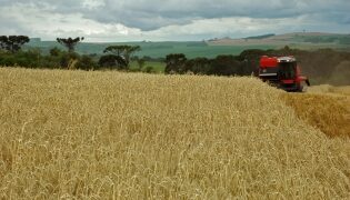 Expectativa de produção nas lavouras de trigo do Rio Grande do Sul é positiva