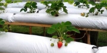 Apenados da Colônia Penal Agrícola vão colher 1.500 mudas de morango em janeiro de 2017