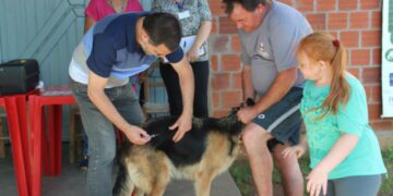 Prefeitura de Estrela fará vacinação de cães neste sábado