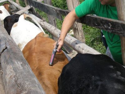 Meta é vacinar todo o rebanho de Colinas (Foto: Divulgação)