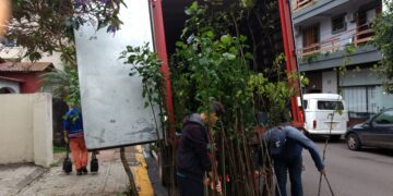 Meio Ambiente recebe mudas para plantio no passeio público