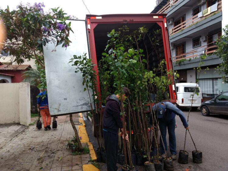 Meio Ambiente recebe mudas para plantio no passeio público