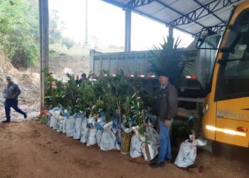 Programa estimula cultivo de frutíferas