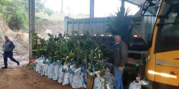 Programa estimula cultivo de frutíferas