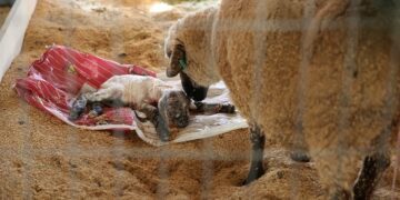 Exposição de Animais na Estrela Multifeira registra nascimento de ovelhas