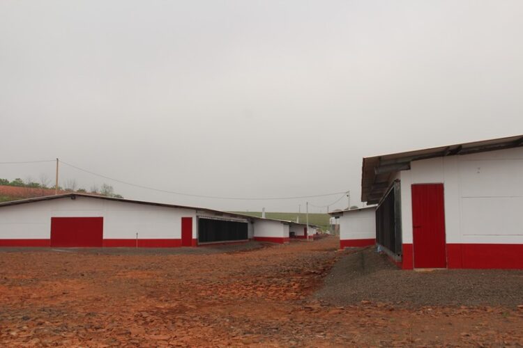 Prefeitura emite licença para aviários que vão produzir 1,5 milhão de frangos