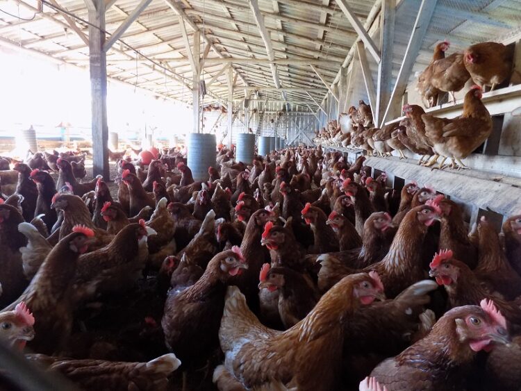 Pacote Agrícola está disponível aos produtores rurais a partir de segunda-feira