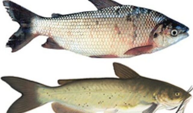 Feira do Peixe Vivo de Lajeado para a Semana Santa recebe inscrições até dia 11