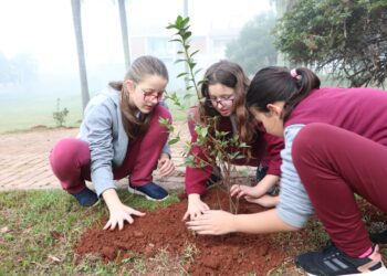 Projeto Lajeado + Verde planta mais de 100 mudas de árvore no Pico do 8