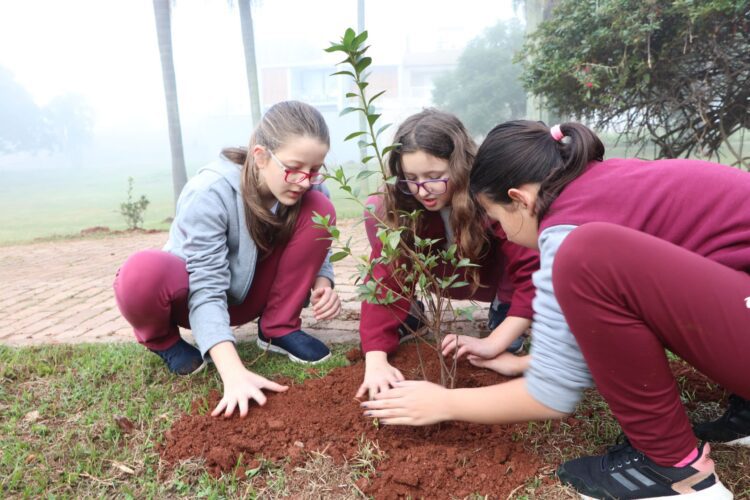 Projeto Lajeado + Verde planta mais de 100 mudas de árvore no Pico do 8