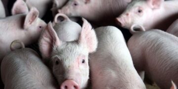 Ministério da Agricultura não atende pedidos da suinocultura