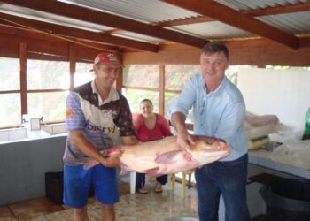 Feira comercializa 600 quilos de peixe em Colinas