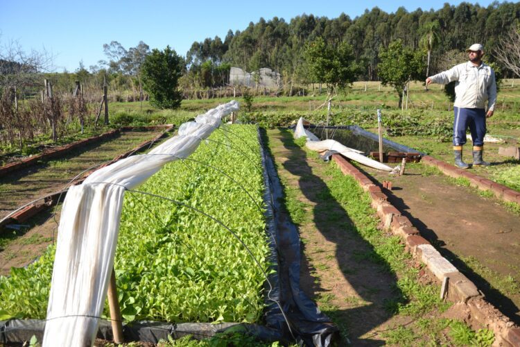 Faturamento do setor agrícola de Taquari chegou a quase R$ 90 milhões em 2020
