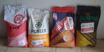 Produtores podem retirar as sementes de milho até o dia 10