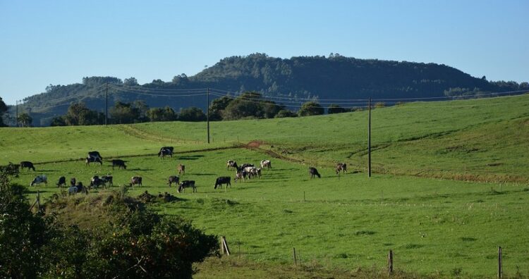 Programa Diversificar 2017 beneficia produtores rurais