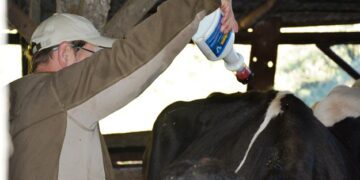 Programa de Everminação Bovina está em andamento