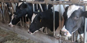 Smag retoma plantões de inseminador artificial