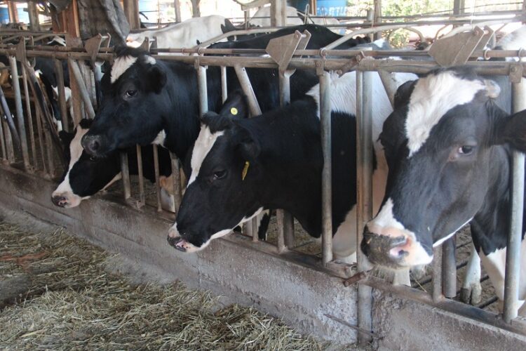 Smag retoma plantões de inseminador artificial