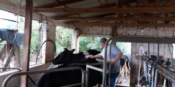 Campanha imuniza 100% do rebanho contra febre aftosa