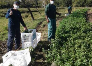 Doações de pomares somaram 3 toneladas a mais de alimentos para entidades cadastradas no Programa Mesa Brasil Sesc em maio