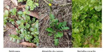 Consumo diário de plantas alimentícias não convencionais diversificam e melhoram a qualidade nutricional da nossa alimentação  – por Elaine Biondo