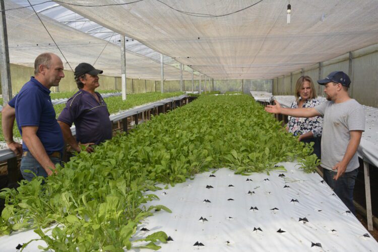 Município incentiva o cultivo de hortifrutigranjeiros