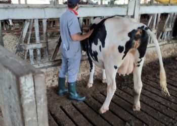 Médicos-veterinários serão credenciados 