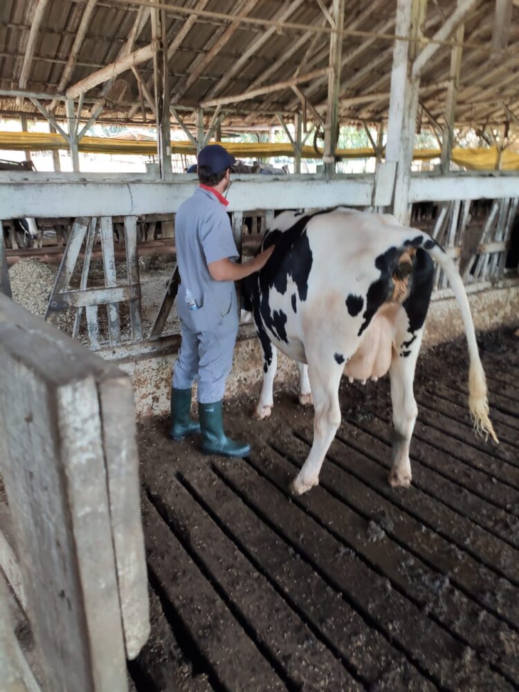 Médicos-veterinários serão credenciados