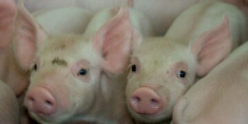 Sicredi incentiva a suinocultura regional