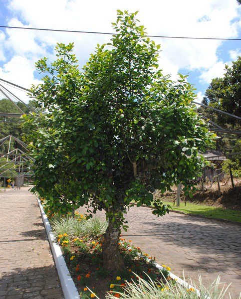 Ervateiras apresentam seus produtos e inovações durante a Turismate