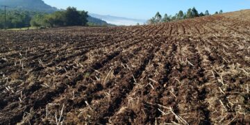 Produtores de Colinas postam no uso de calcário nas lavouras