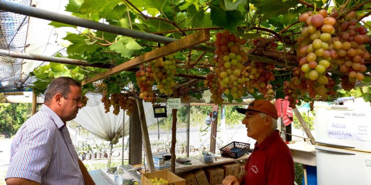 Agricultor investe em produção de uva de mesa