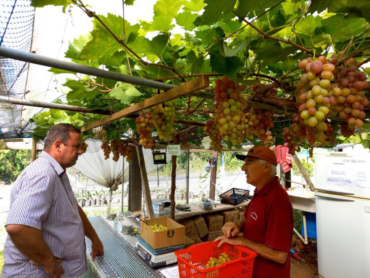 Agricultor investe em produção de uva de mesa