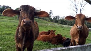 Produtores com até dez animais devem retirar as vacinas na Secretaria da Agricultura (Foto: Divulgação)