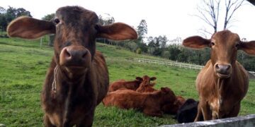 Vacinação contra aftosa é prorrogada até 17 de junho