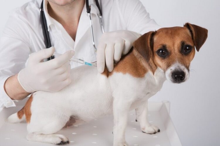 Cães serão vacinados contra raiva