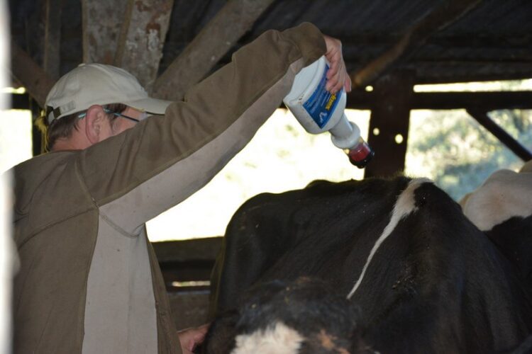 Administração Municipal conclui Programa de Everminação do Rebanho Bovino