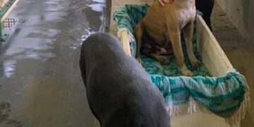 Castração dos animais começa em Encantado